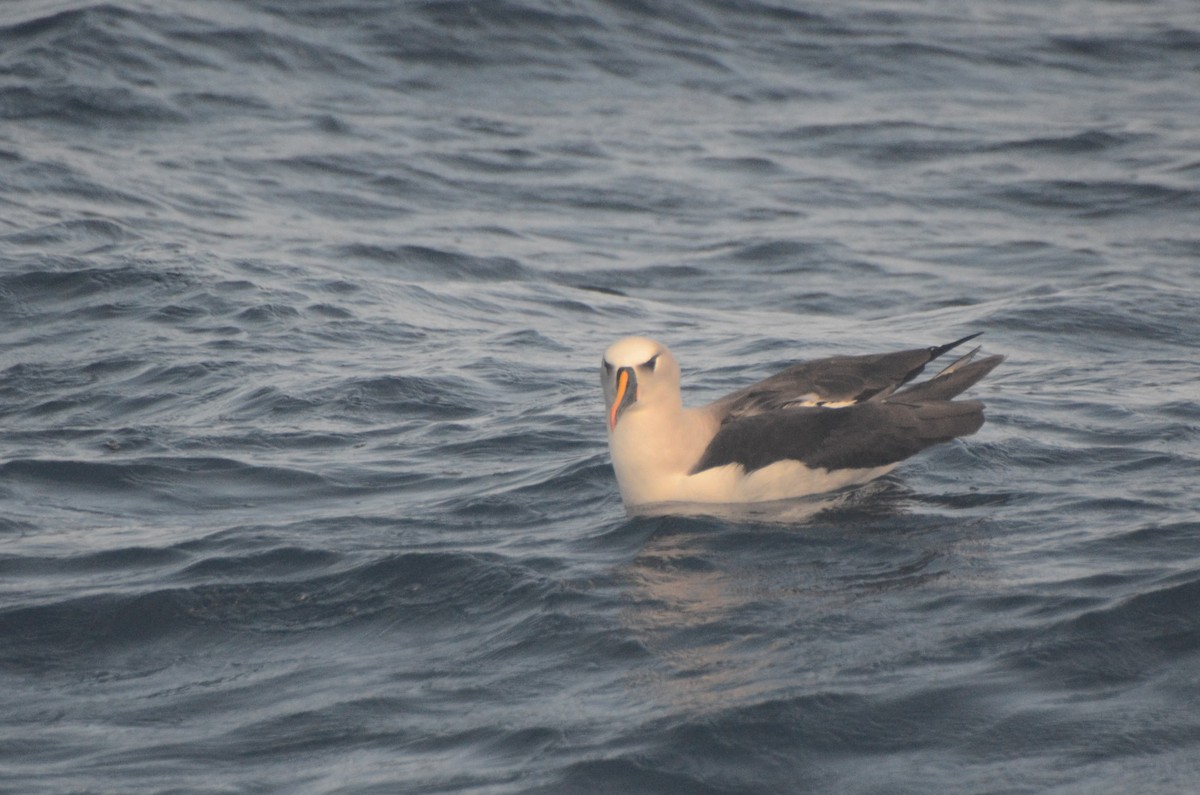 Albatros Picofino Atlántico - ML650045321
