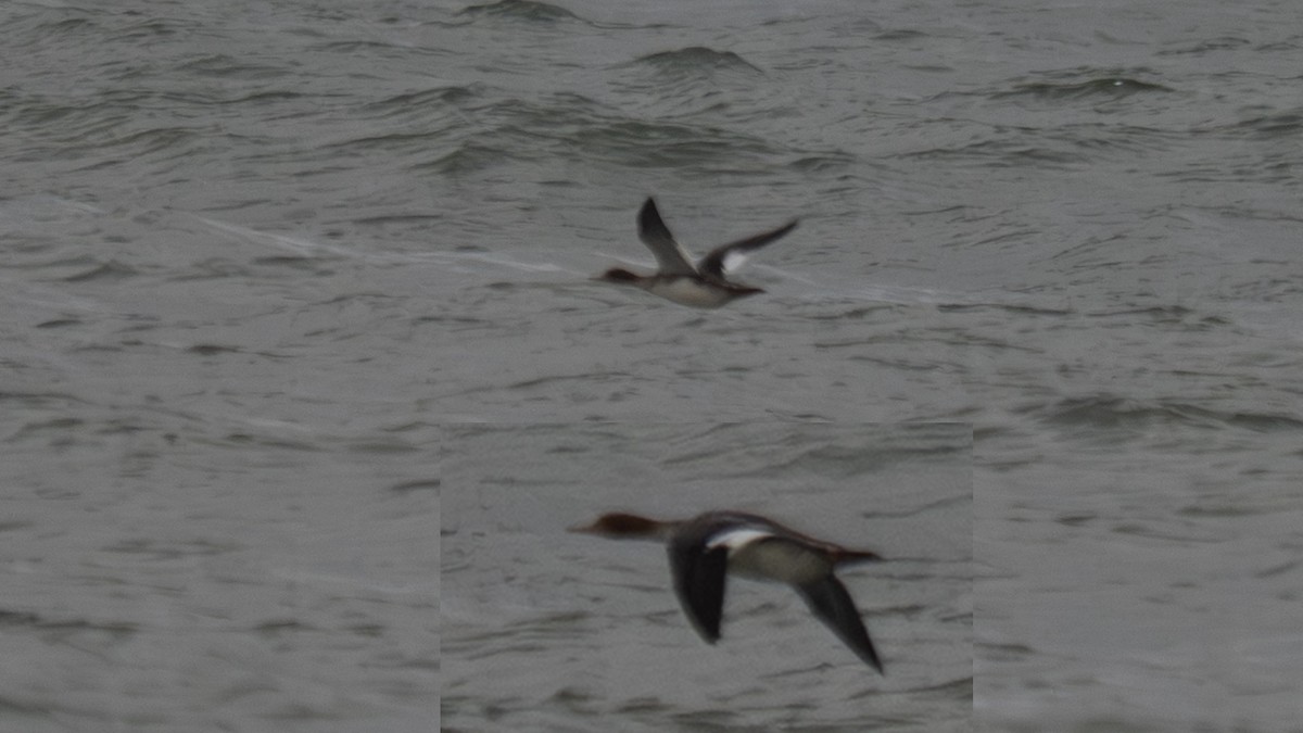 ウミアイサ - ML650045625