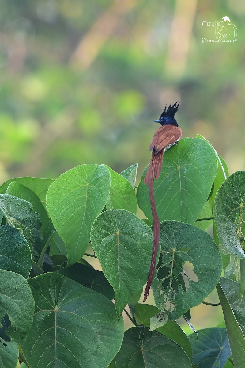 Indian Paradise-Flycatcher - ML650045674