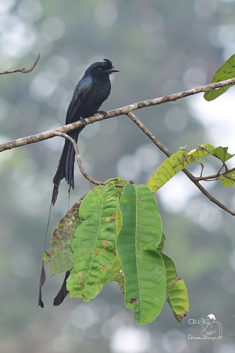 Greater Racket-tailed Drongo - ML650045679