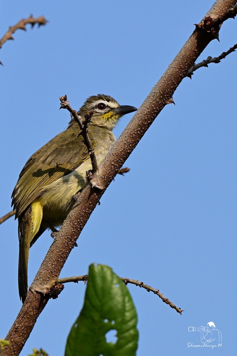 White-browed Bulbul - ML650045688