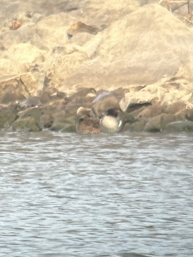 Sarcelle d'hiver - ML650045695