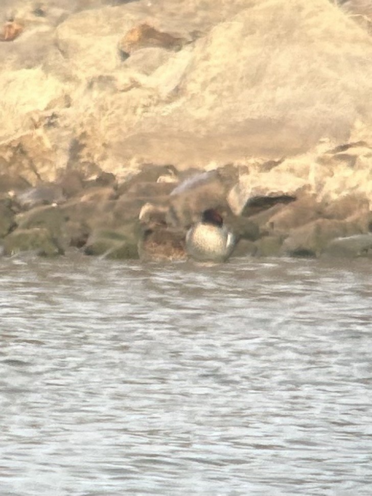 Sarcelle d'hiver - ML650045696