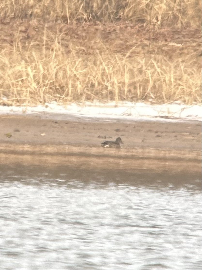 Sarcelle d'hiver - ML650045697