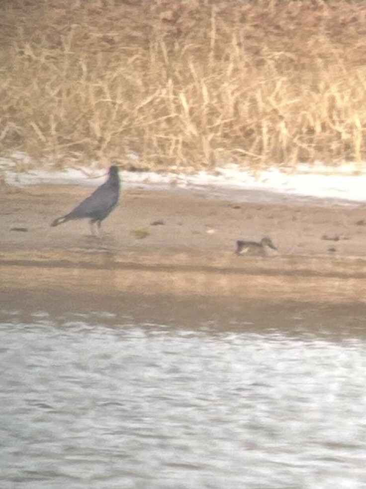 Sarcelle d'hiver - ML650045698