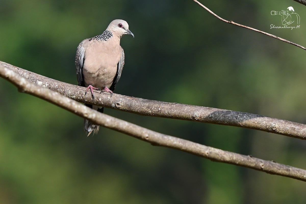 Spotted Dove - ML650045704