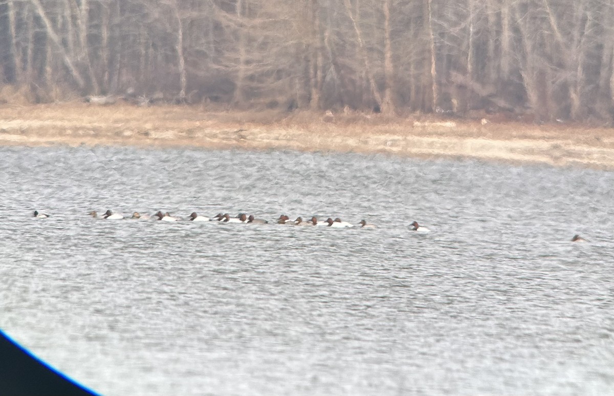 Fuligule à dos blanc - ML650046420