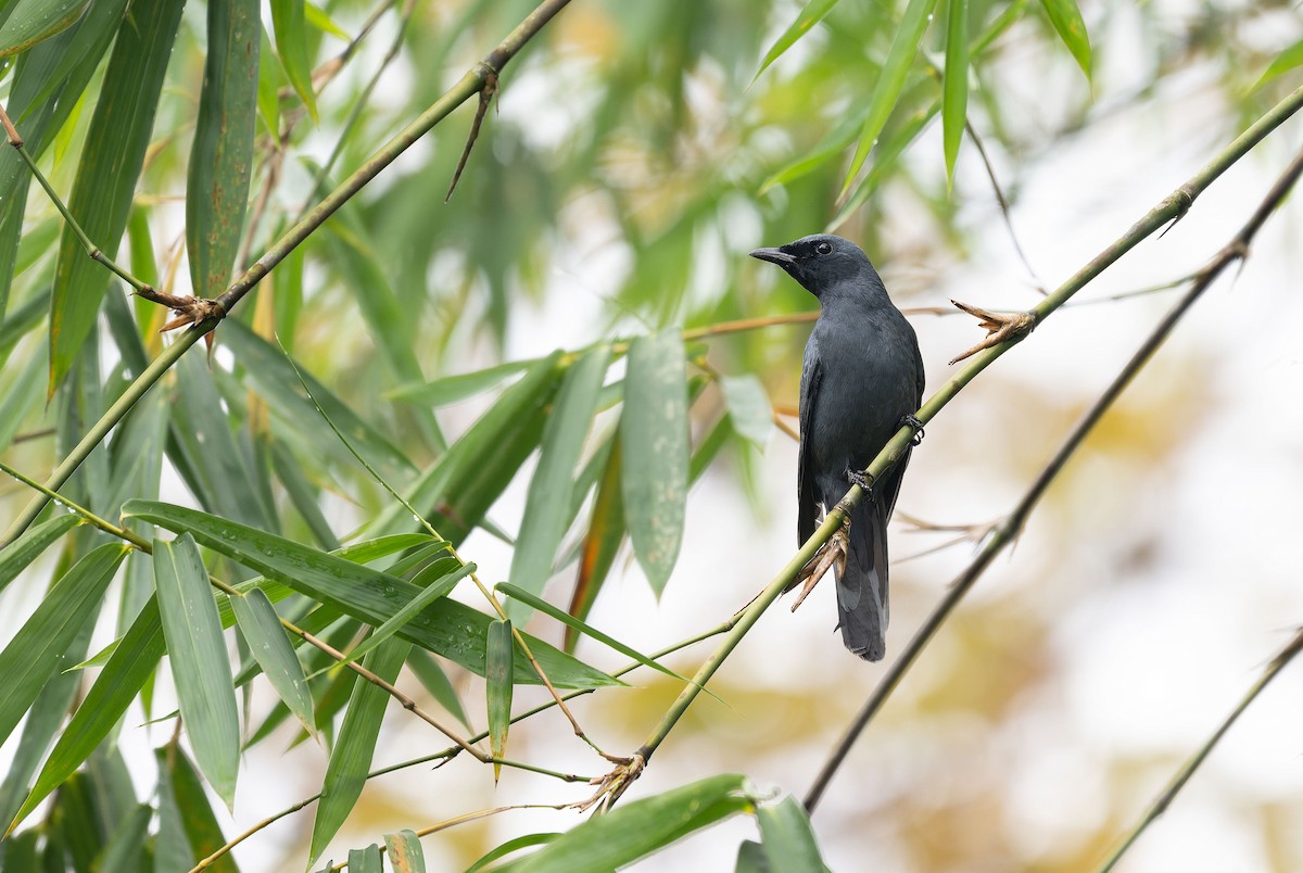 Sula Cicadabird - ML650046592