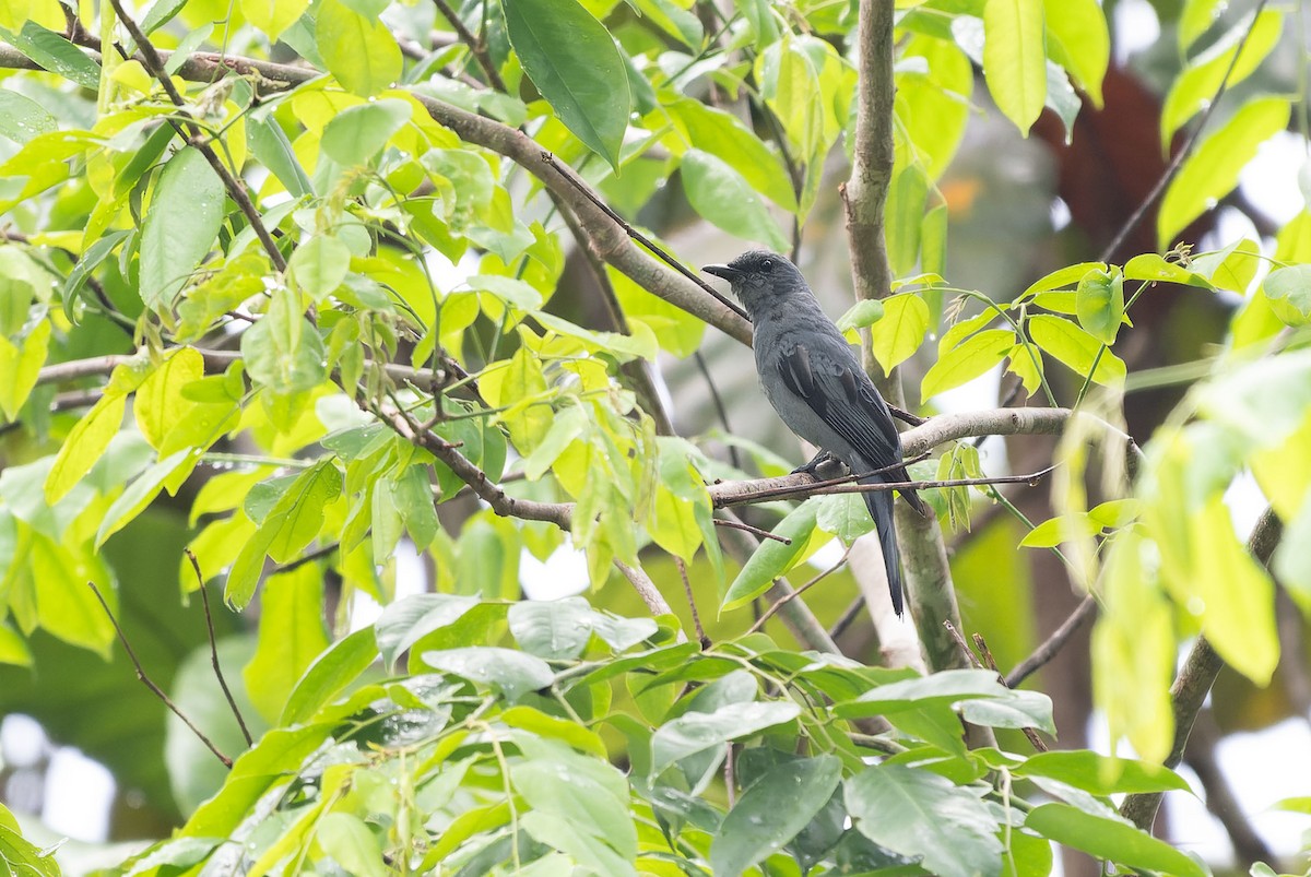 Sula Cicadabird - ML650046593