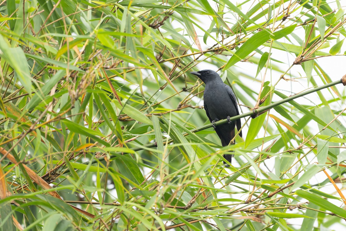 Sula Cicadabird - ML650046594