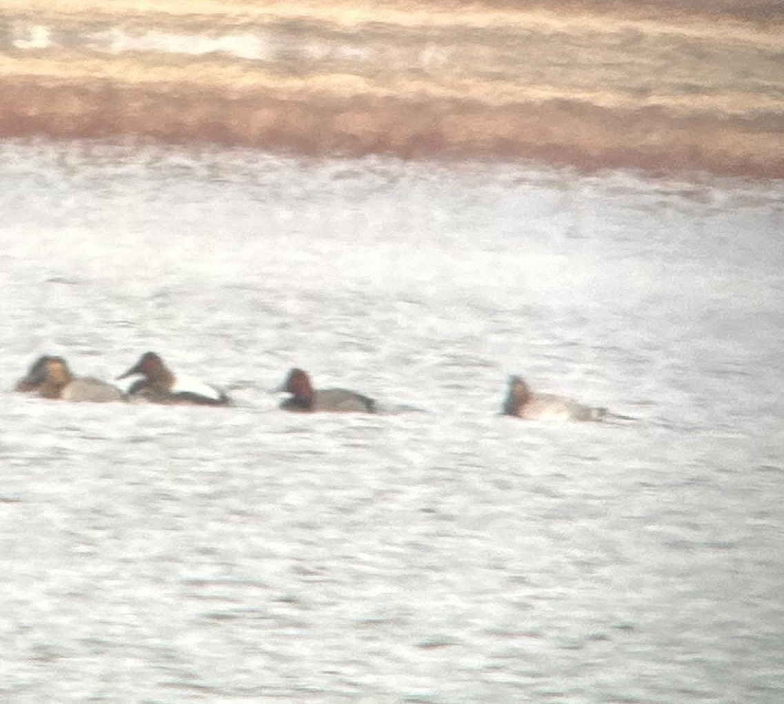 Fuligule à tête rouge - ML650046784