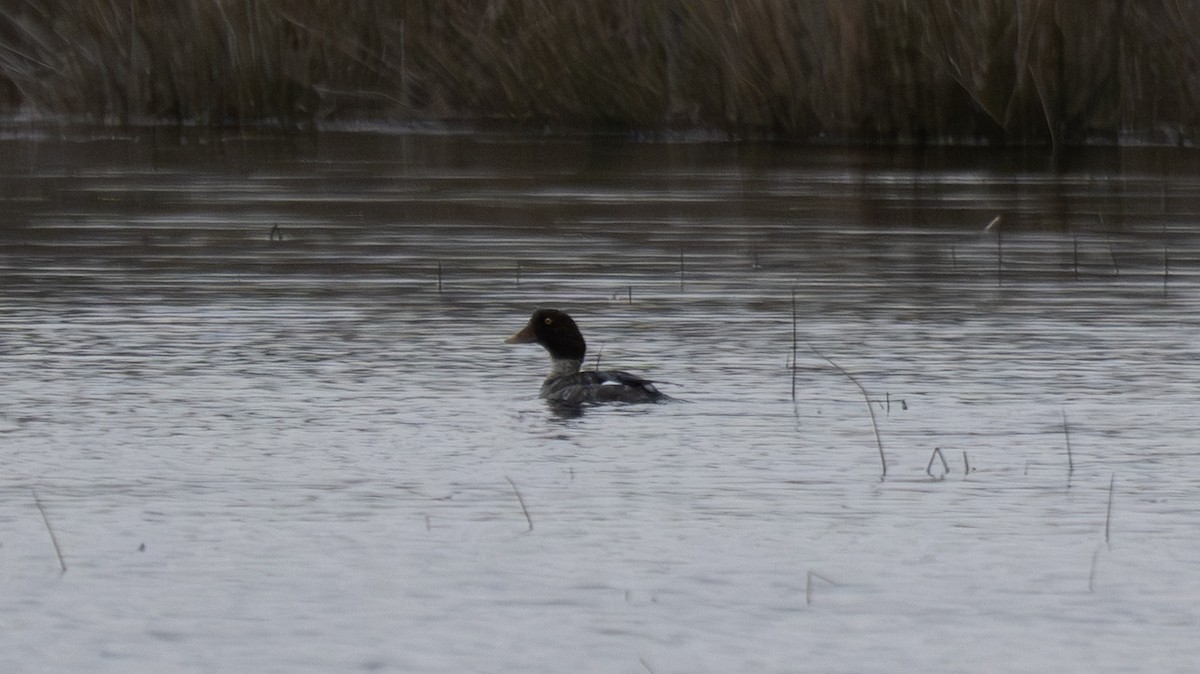 Altıngöz - ML650046788