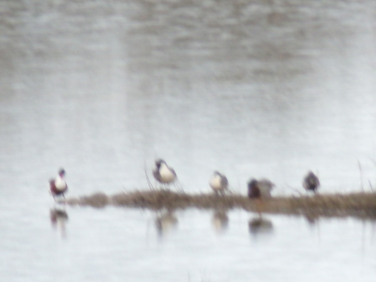 Volpoca - ML650046794