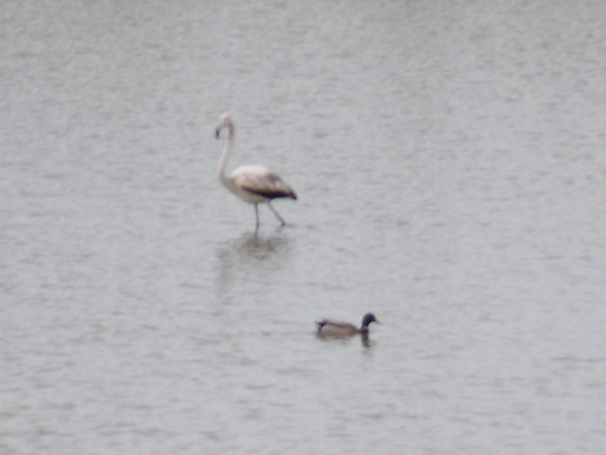 Fenicottero - ML650046812