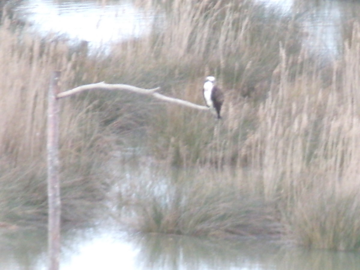 Falco pescatore - ML650046865