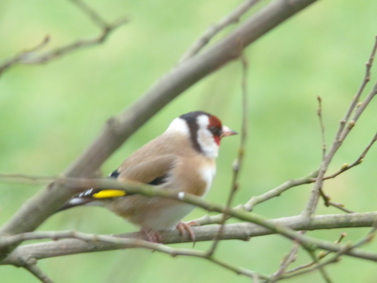 Cardellino - ML650046938