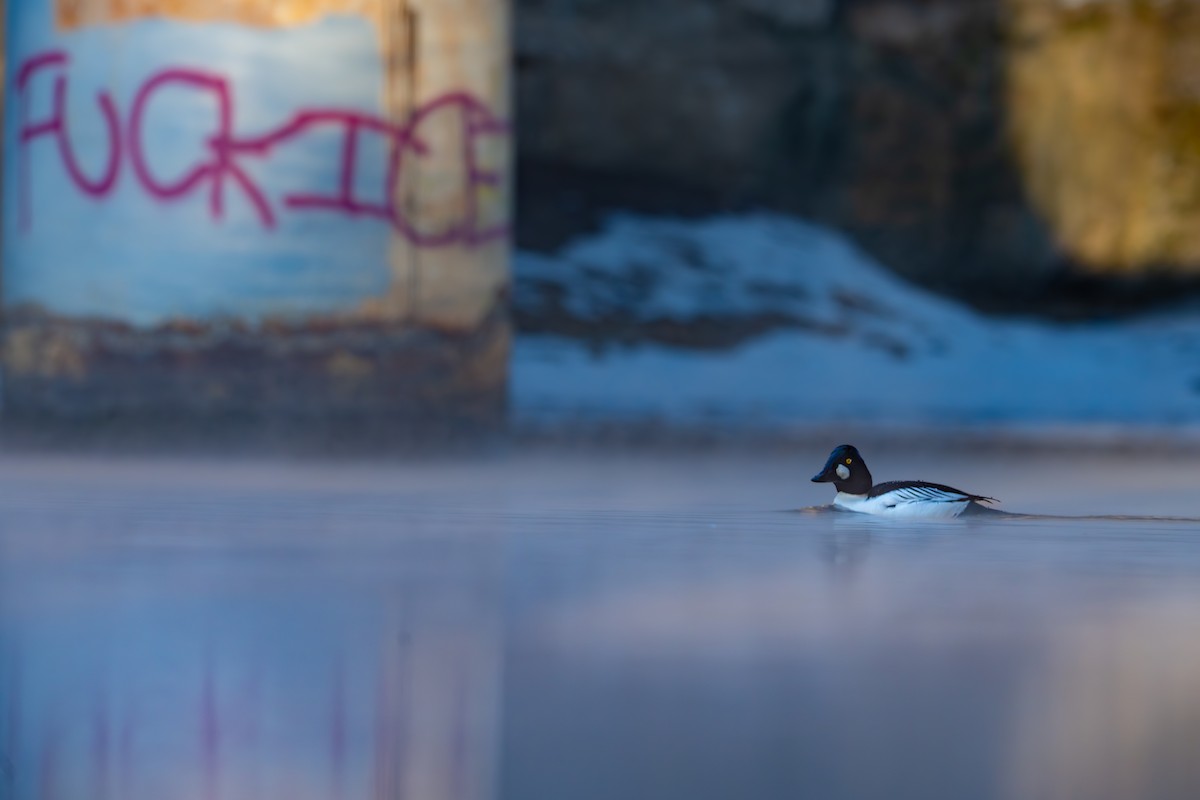 Common Goldeneye - ML650047107