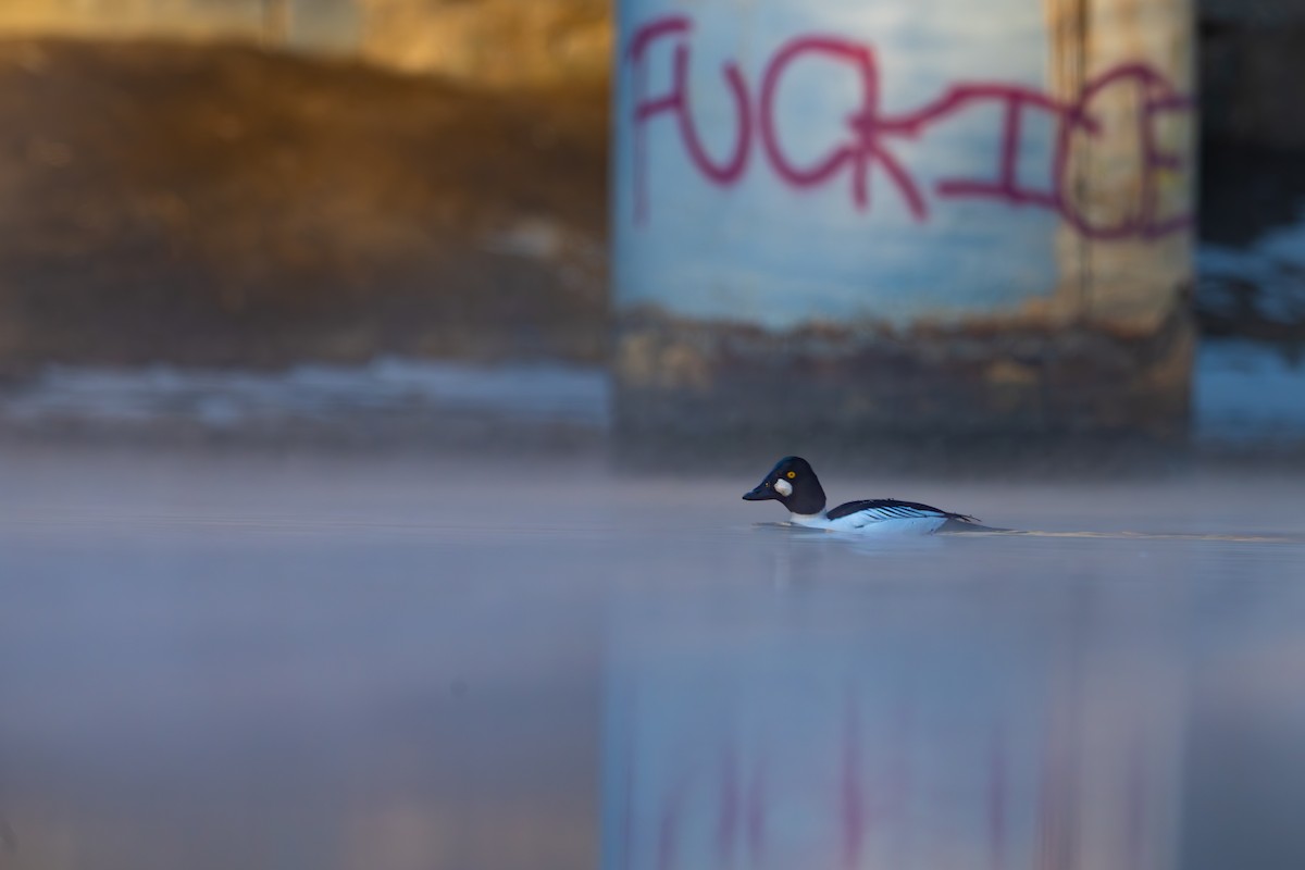 Common Goldeneye - ML650047115