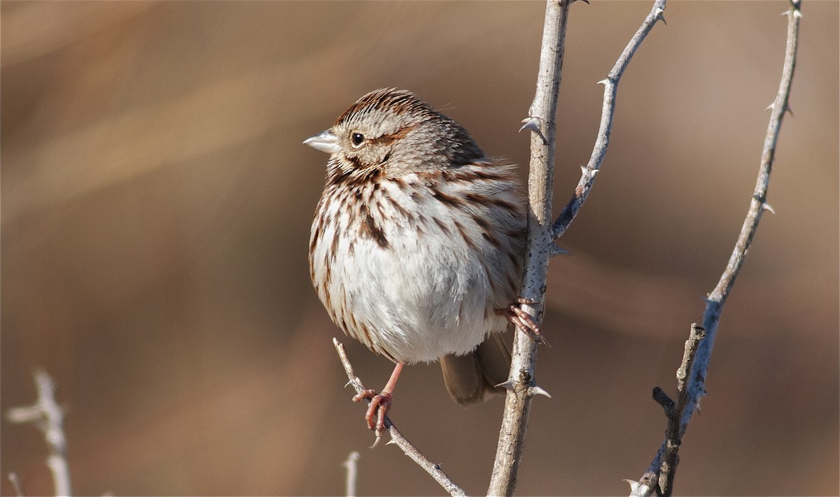 Song Sparrow - Nick Pulcinella