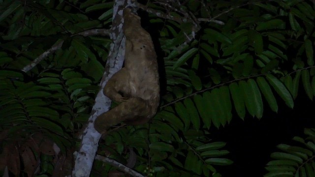 Pale-throated Three-toed Sloth - ML650047987