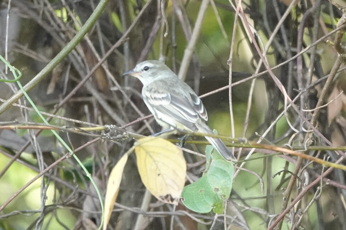 Mouse-colored Tyrannulet (Northern) - ML650047996