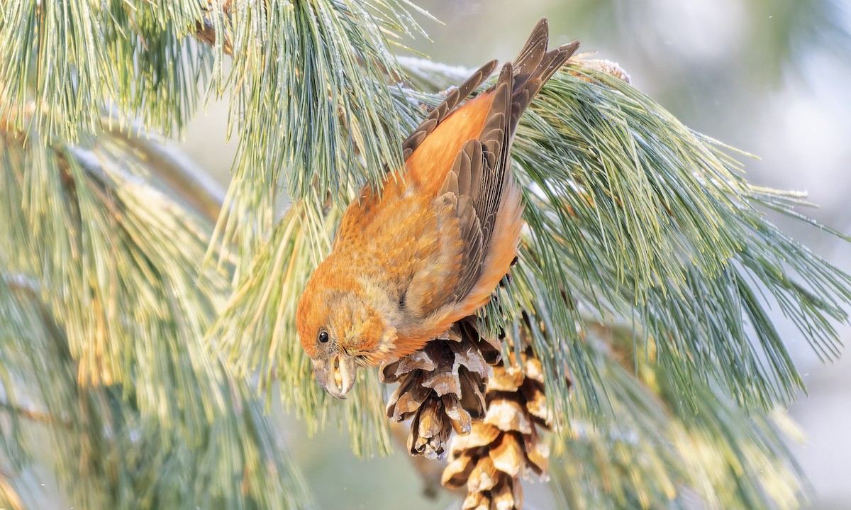 Parrot Crossbill - ML650048017