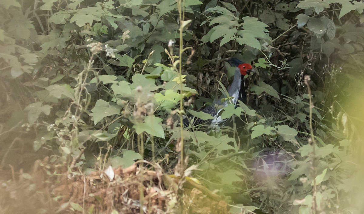 Silver Pheasant - ML650048331