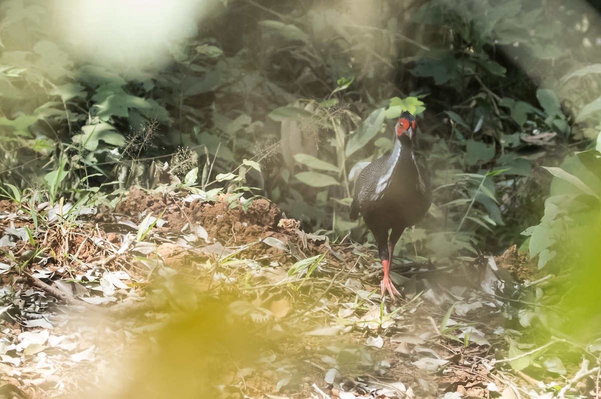 Silver Pheasant - ML650048334