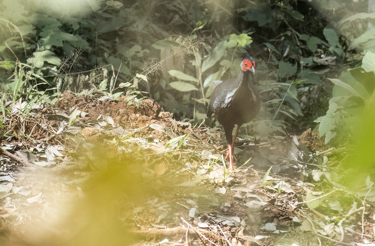 Silver Pheasant - ML650048337
