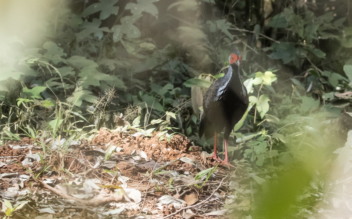 Silver Pheasant - ML650048338