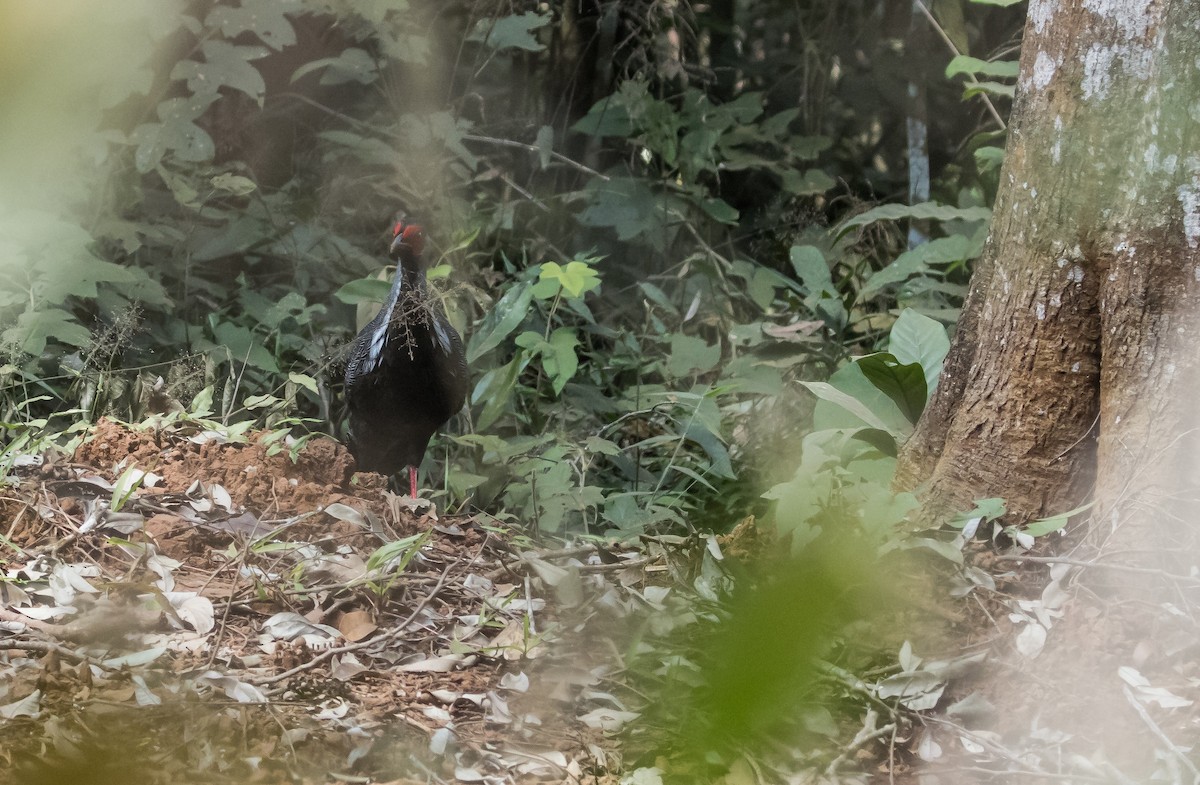 Silver Pheasant - ML650048339