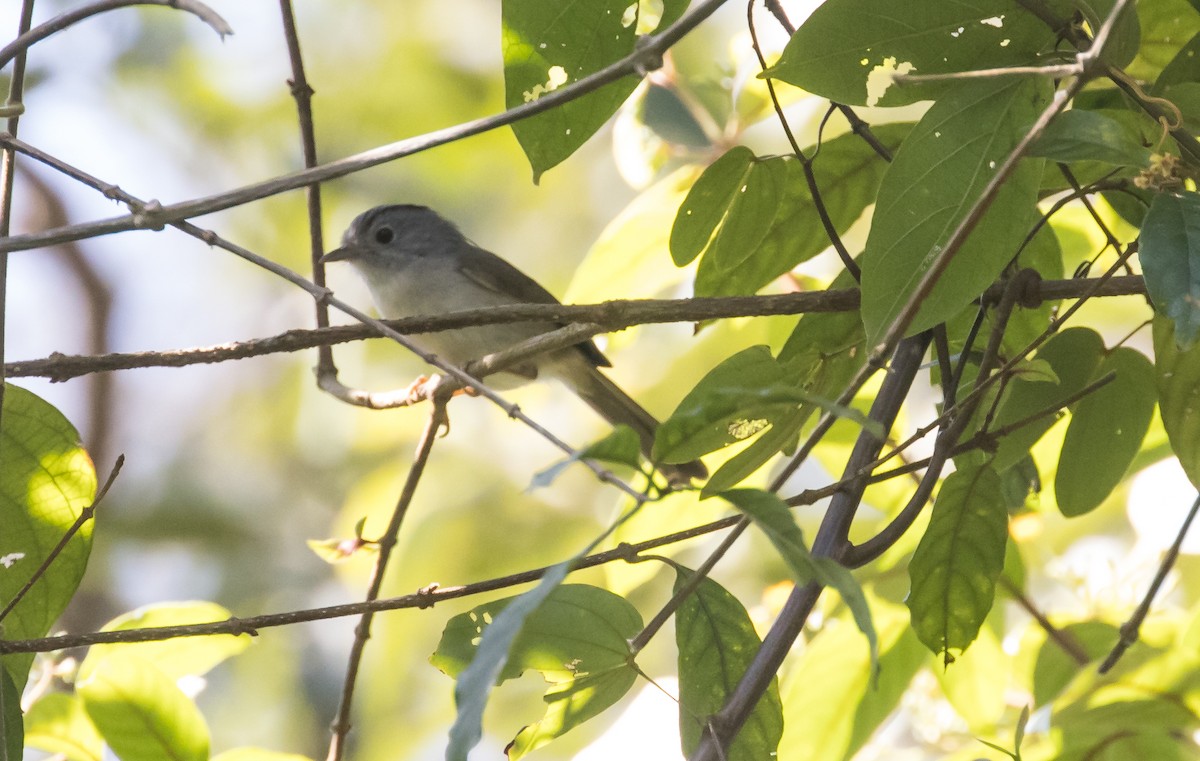 Mountain Fulvetta - ML650048417