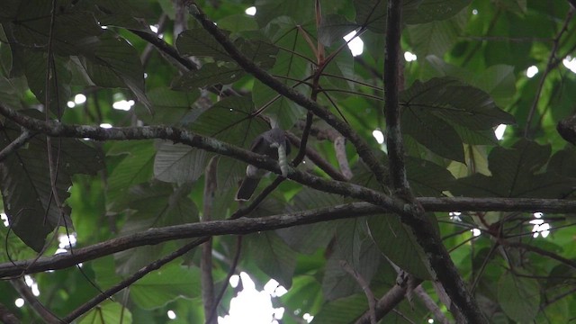 Screaming Piha - ML650048500