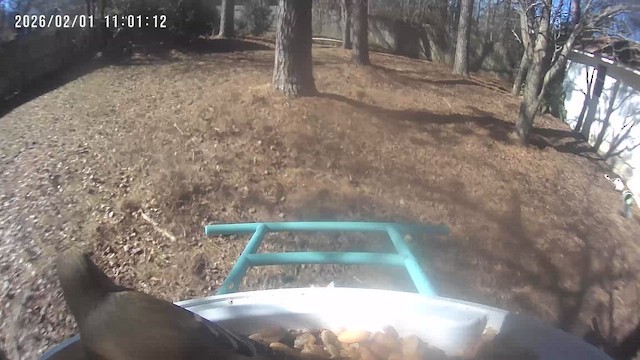 Goldzeisig - ML650048559