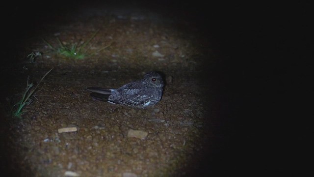 Lesser Nighthawk - ML650048906