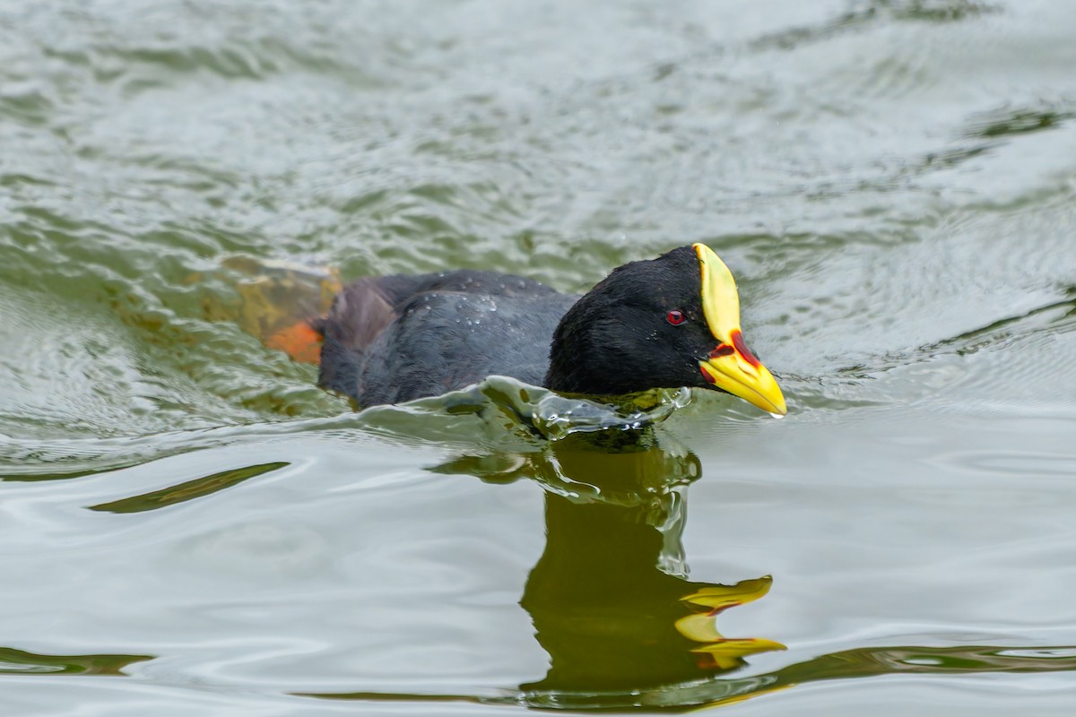 Red-gartered Coot - ML650048907