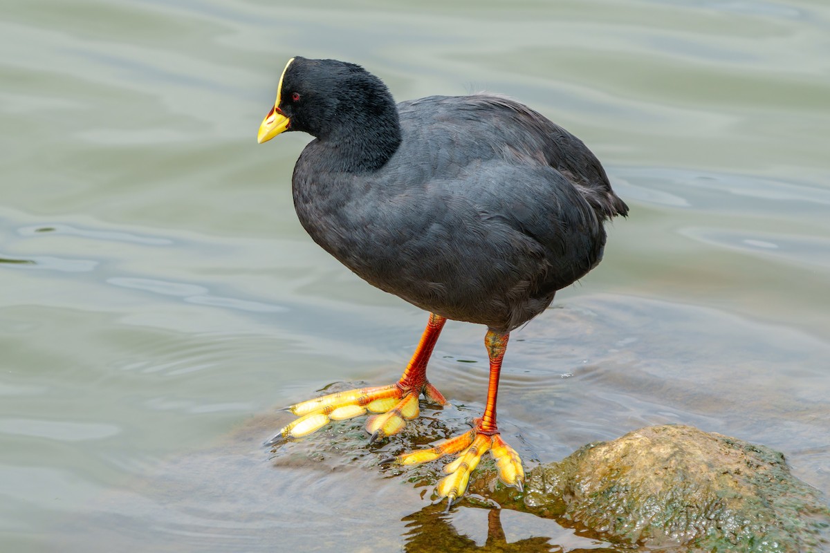 Red-gartered Coot - ML650048912