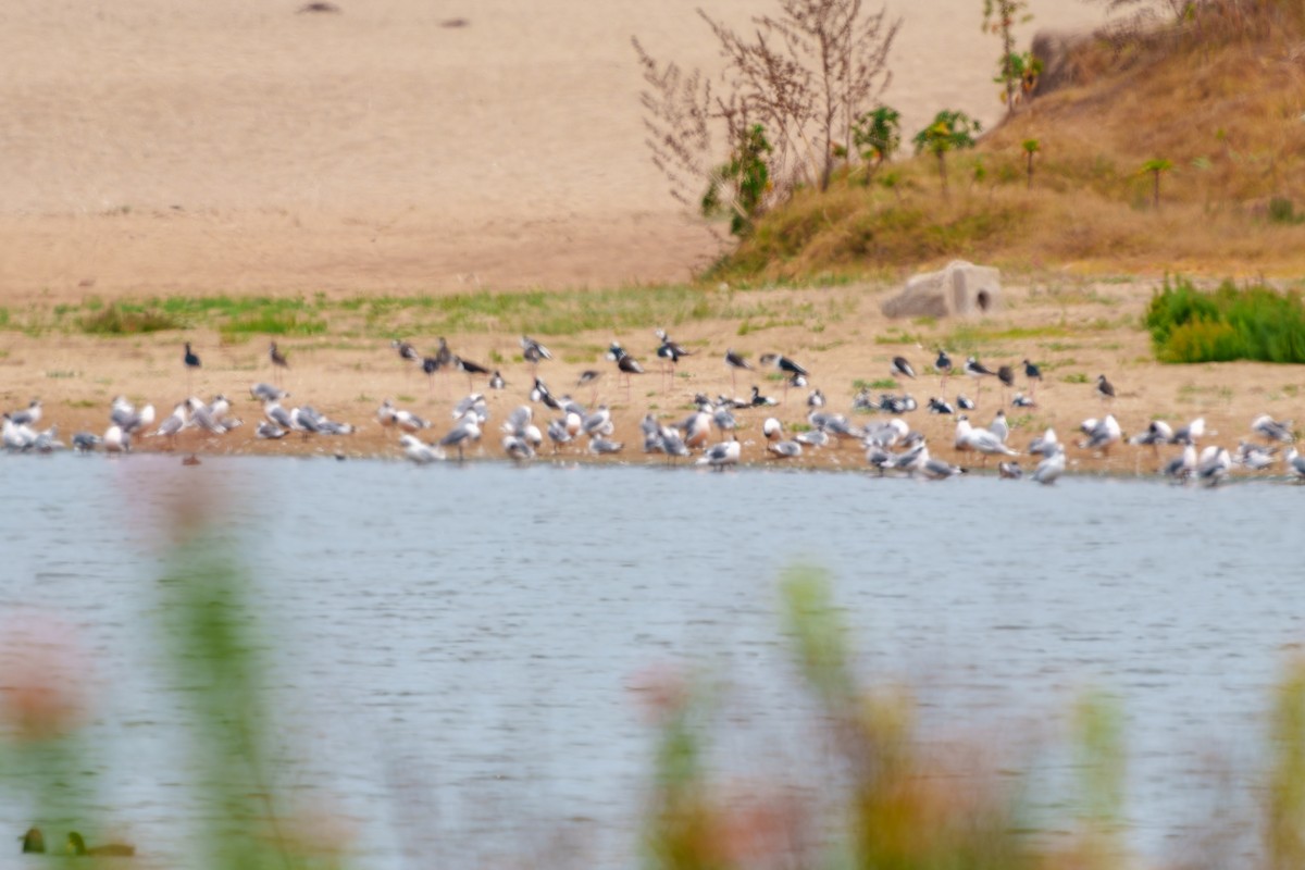 Neotropic Cormorant - ML650048936