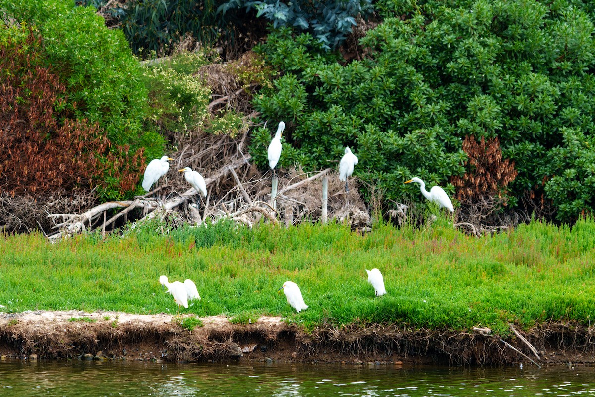 大白鷺 - ML650048942