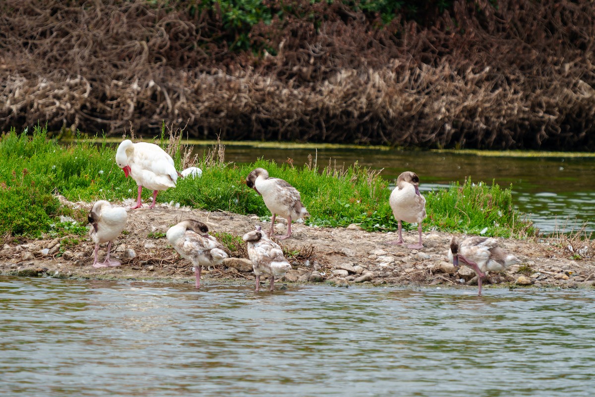 Coscoroba Swan - ML650048952
