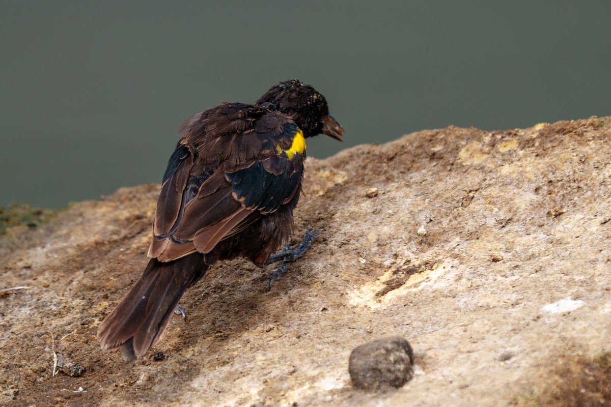 Yellow-winged Blackbird - ML650048997