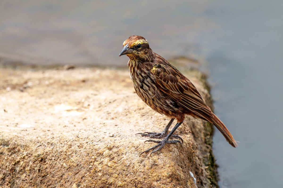 Yellow-winged Blackbird - ML650049004