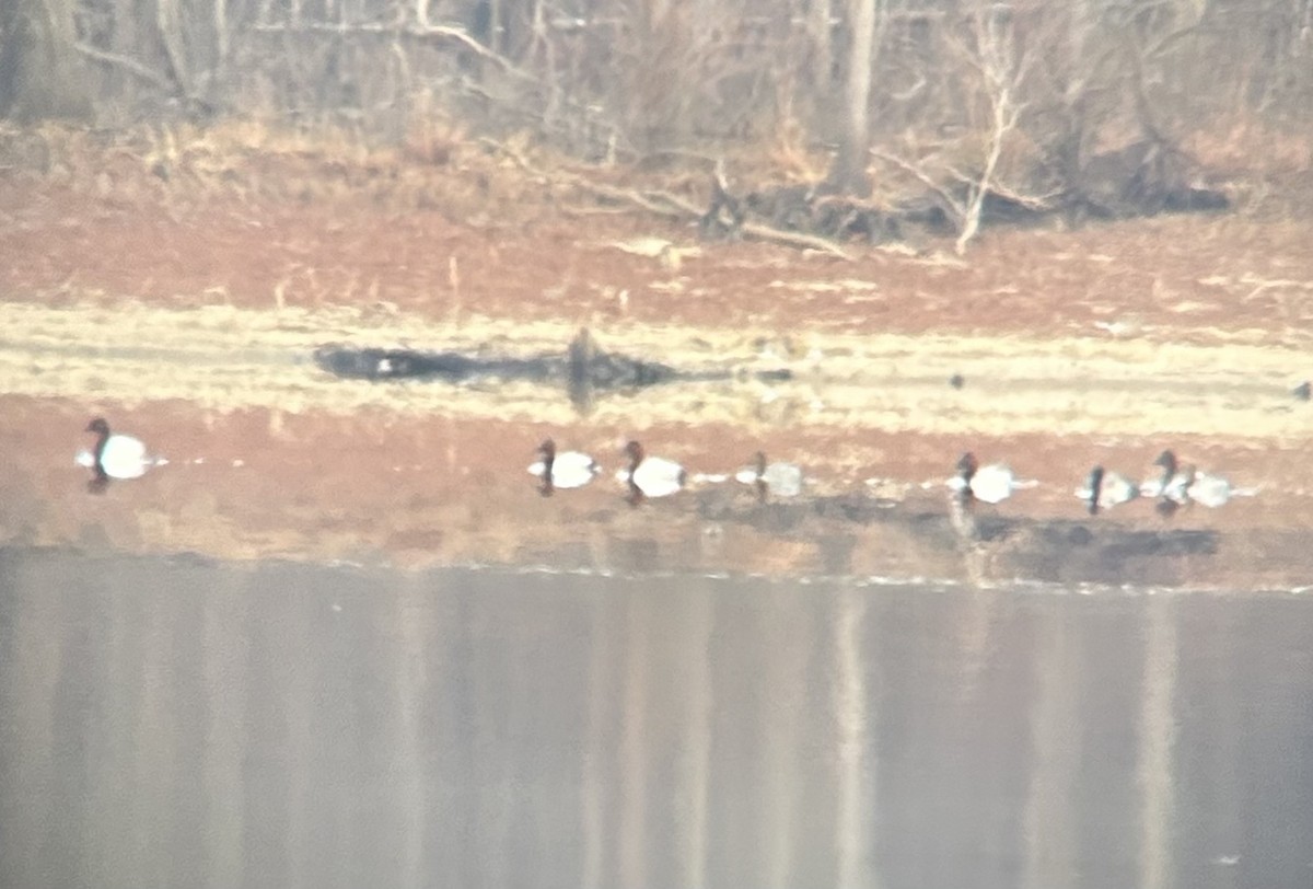 Fuligule à dos blanc - ML650049033
