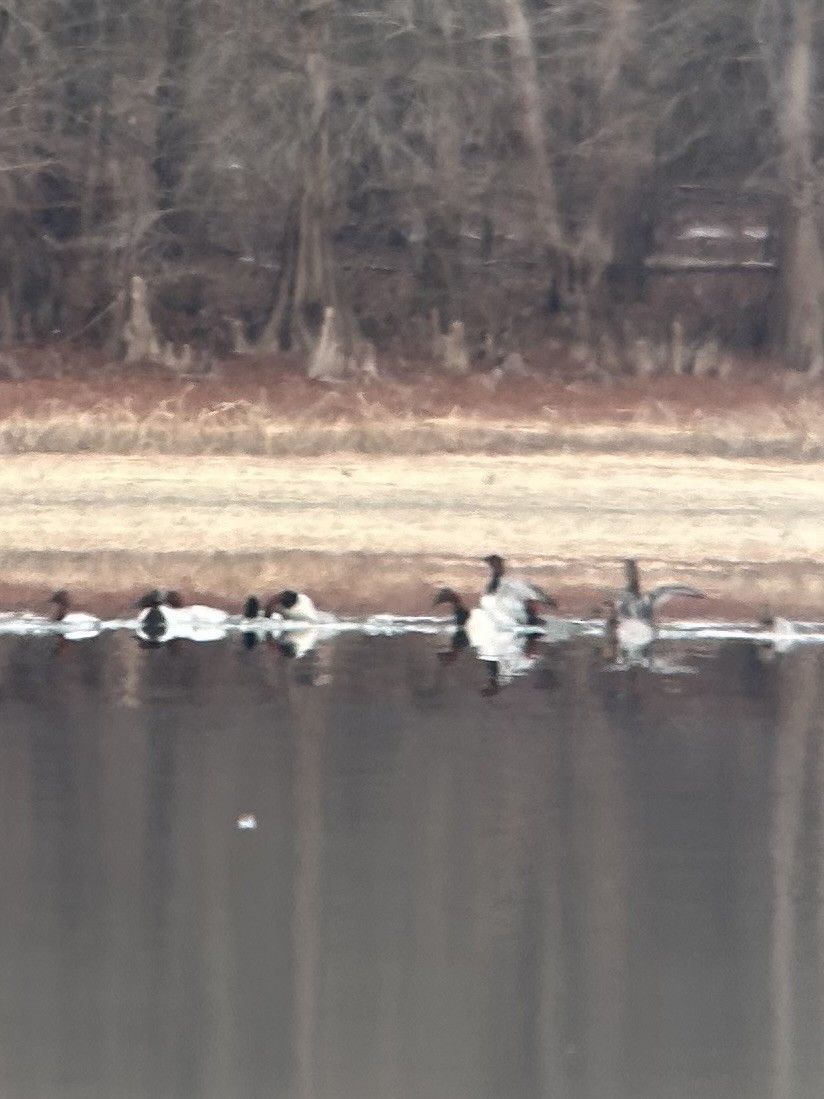 Fuligule à dos blanc - ML650049034
