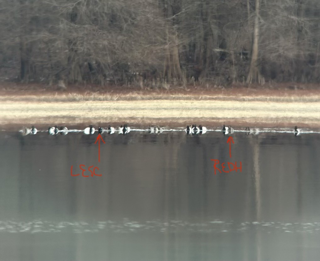 Fuligule à dos blanc - ML650049035