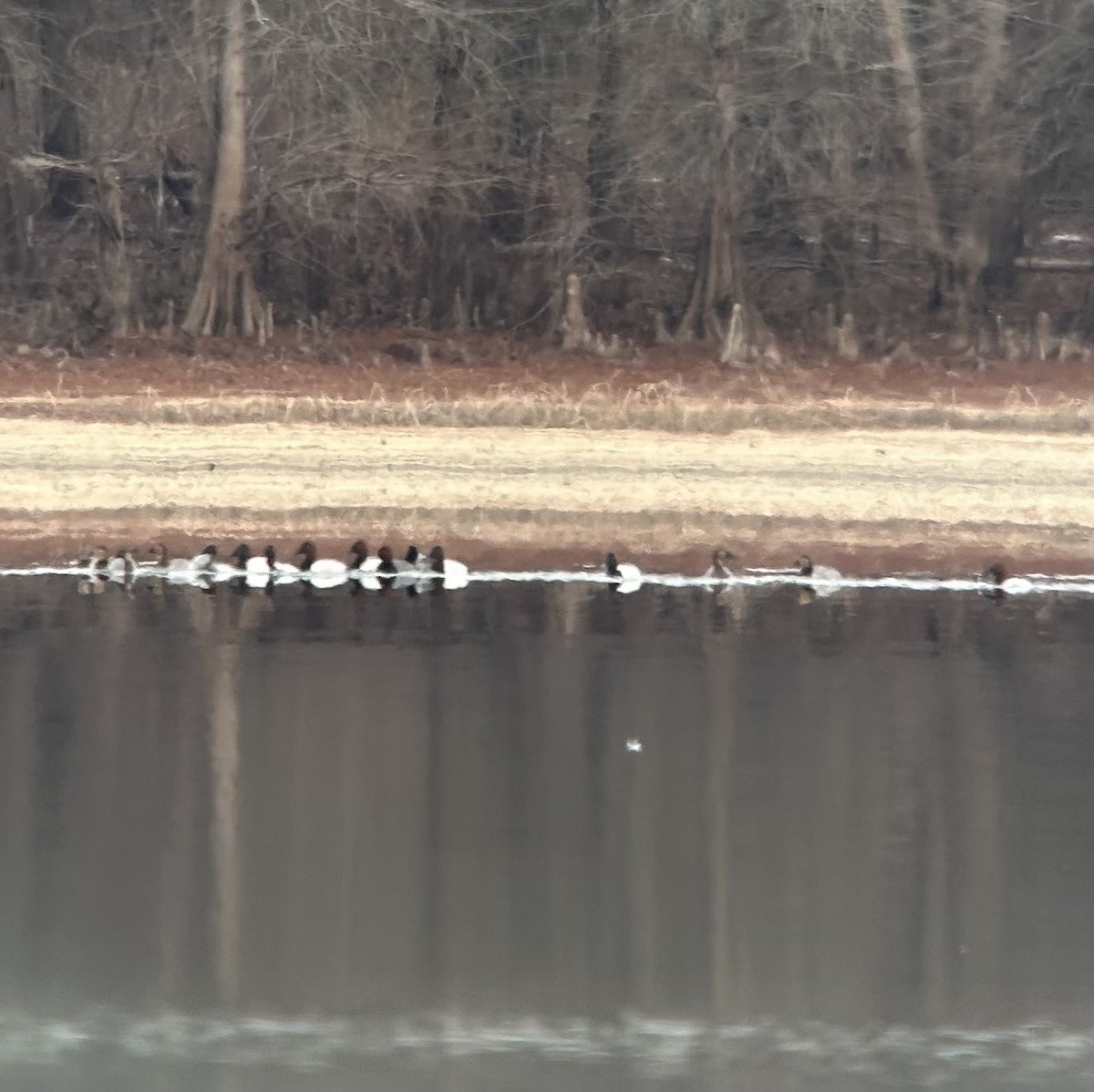 Fuligule à dos blanc - ML650049036