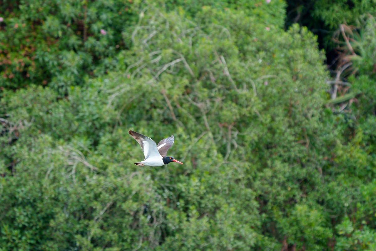 American Oystercatcher - ML650049056