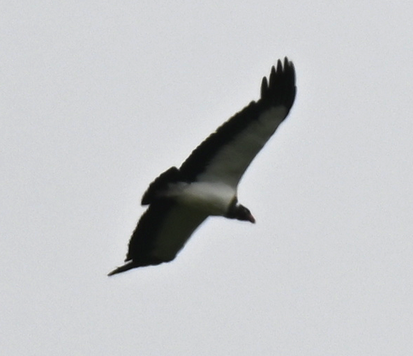 King Vulture - ML650050036