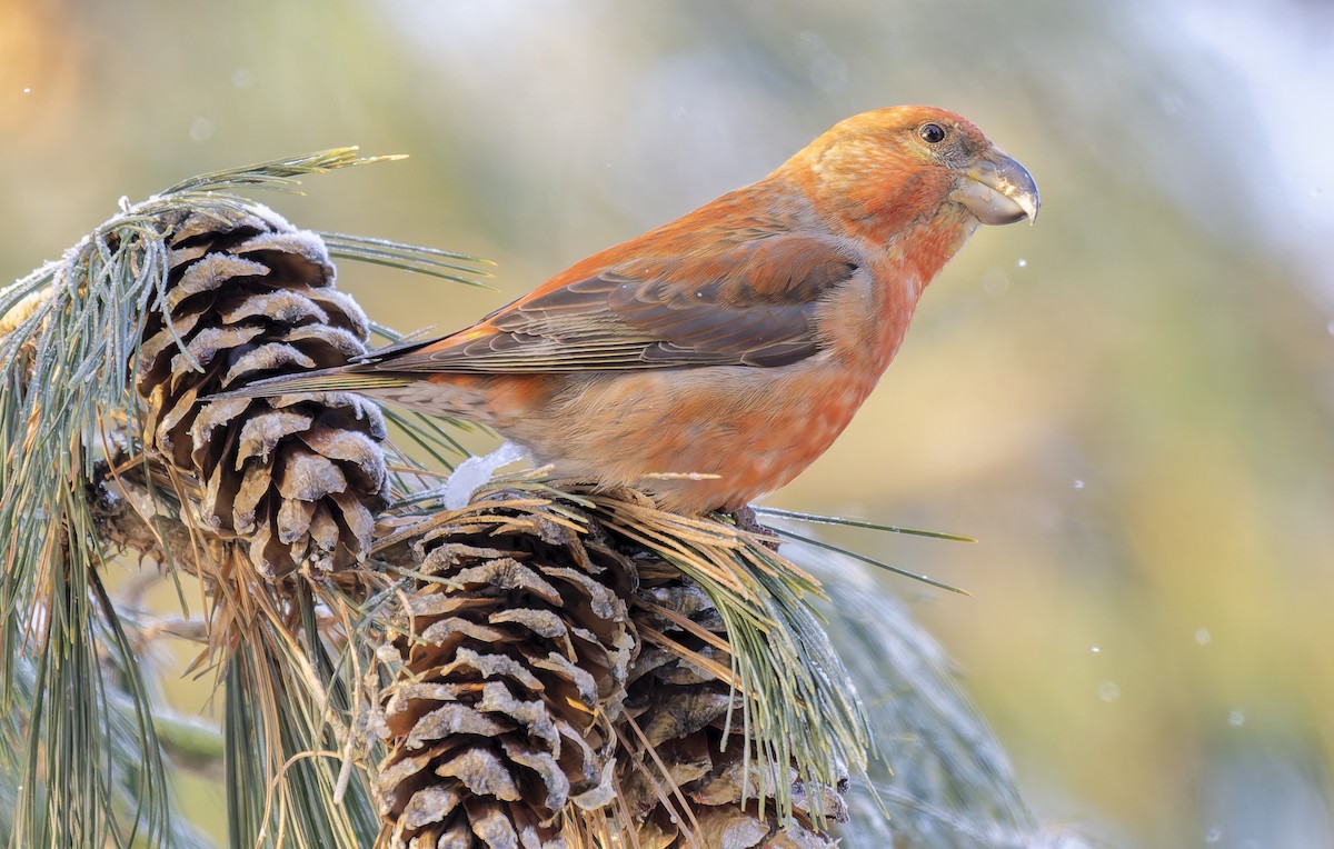 Parrot Crossbill - ML650050041