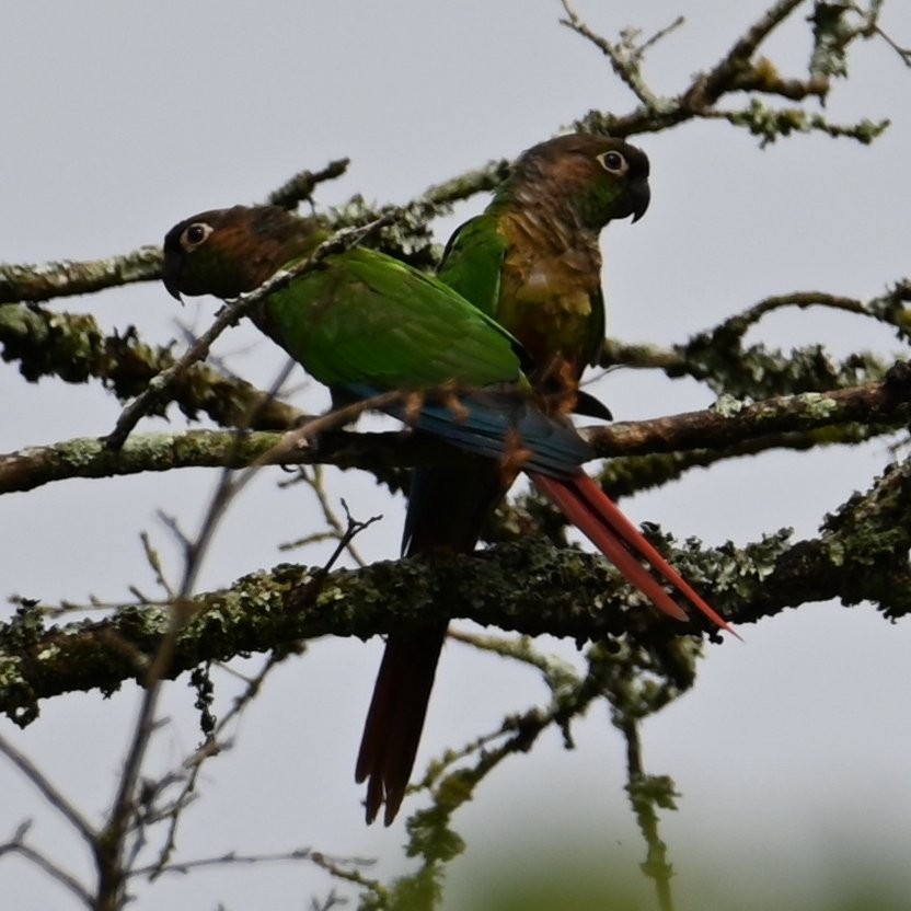 Green-cheeked Parakeet - ML650050100